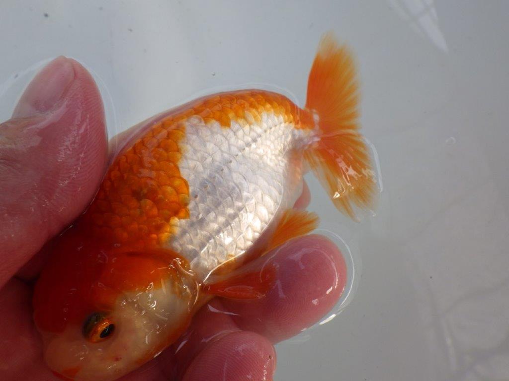 頭、尾型の良い更紗らんちゅう　明け二歳魚　 　約11ｃｍ　オス【管理魚】
