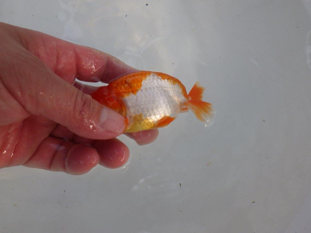 頭、尾型の良い更紗らんちゅう　明け二歳魚　 　約11ｃｍ　オス【管理魚】