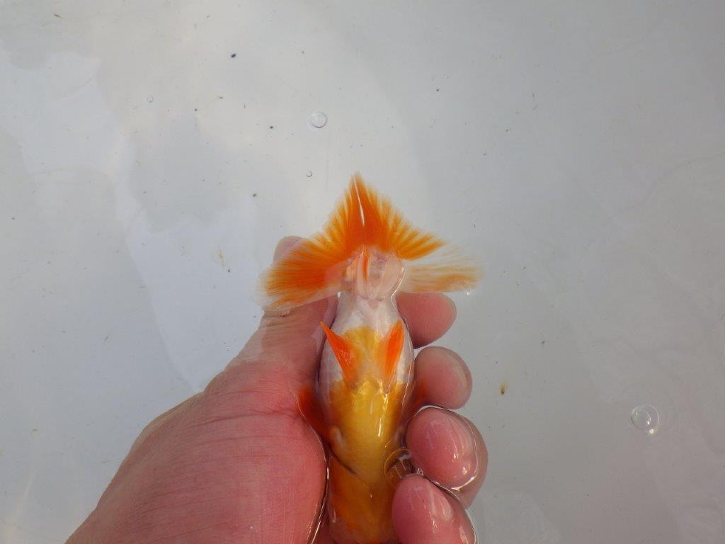 頭、尾型の良い更紗らんちゅう　明け二歳魚　 　約11ｃｍ　オス【管理魚】