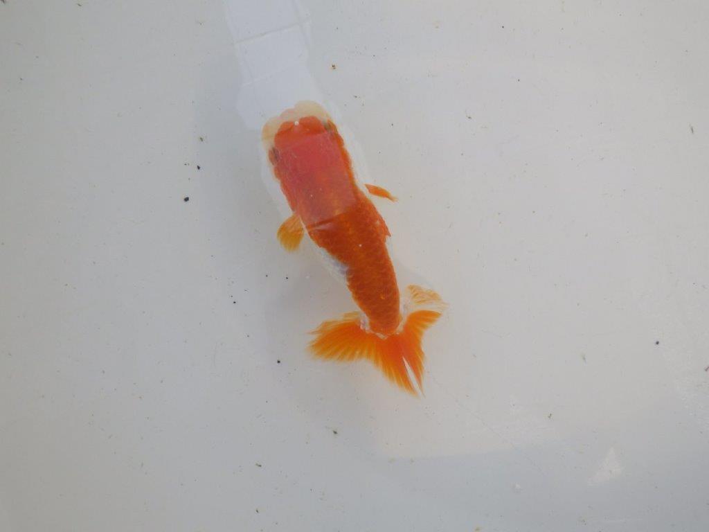 頭、尾型の良い更紗らんちゅう　明け二歳魚　 　約11ｃｍ　オス【管理魚】