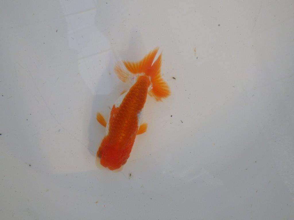 頭、尾型の良い更紗らんちゅう　明け二歳魚　 　約11ｃｍ　オス【管理魚】