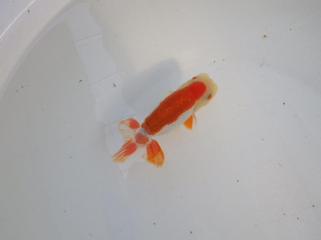背腰のラインも綺麗、尾型の良い更紗らんちゅう　明け二歳魚　 　約13ｃｍ　オス【管理魚】