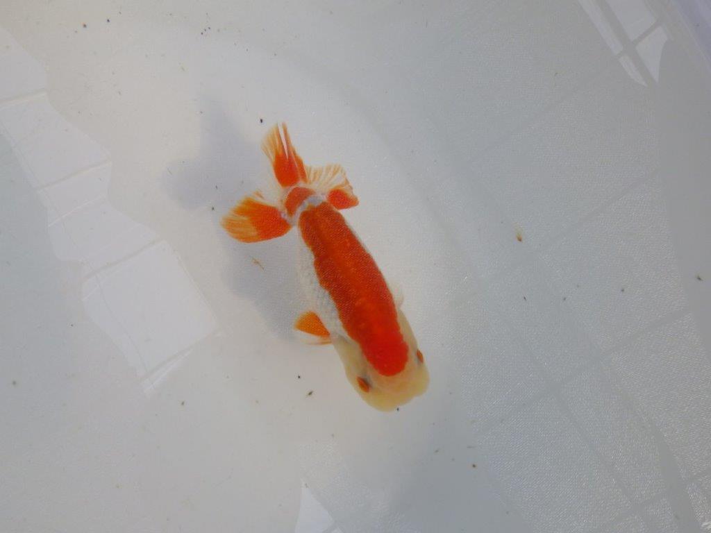 背腰のラインも綺麗、尾型の良い更紗らんちゅう　明け二歳魚　 　約13ｃｍ　オス【管理魚】