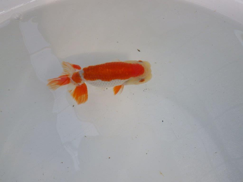 背腰のラインも綺麗、尾型の良い更紗らんちゅう　明け二歳魚　 　約13ｃｍ　オス【管理魚】