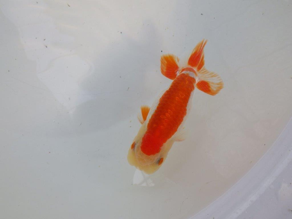 背腰のラインも綺麗、尾型の良い更紗らんちゅう　明け二歳魚　 　約13ｃｍ　オス【管理魚】