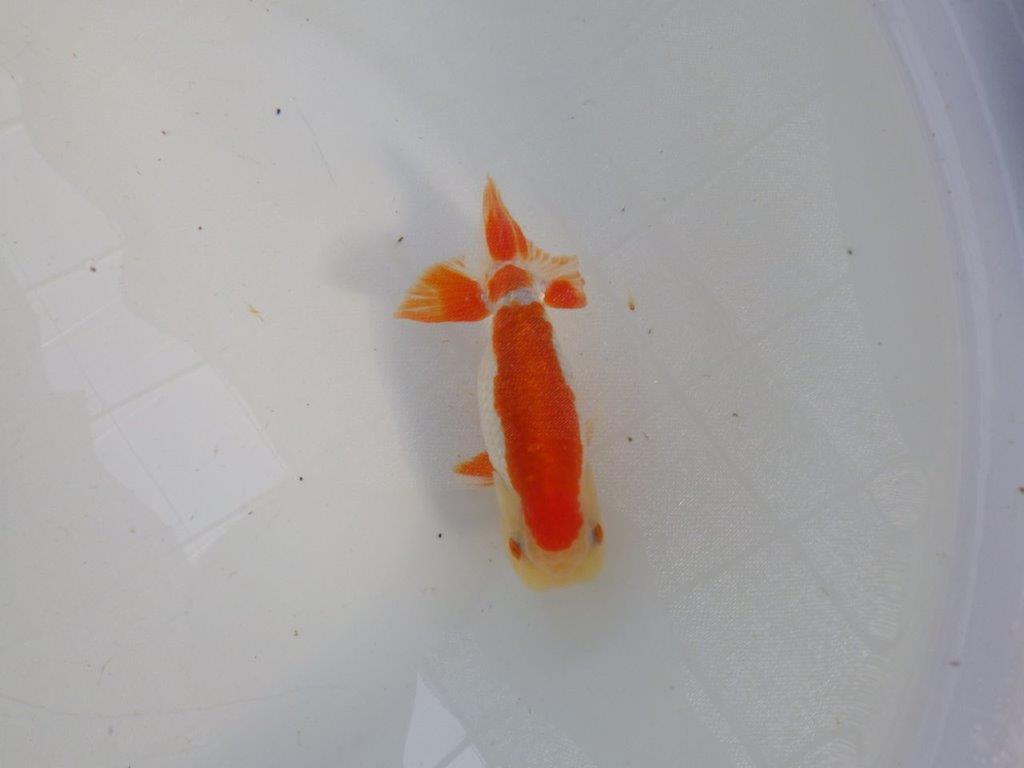 背腰のラインも綺麗、尾型の良い更紗らんちゅう　明け二歳魚　 　約13ｃｍ　オス【管理魚】