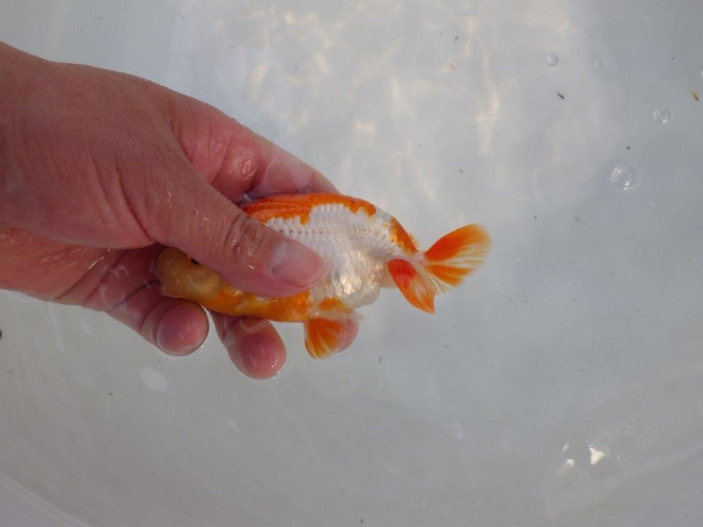 背腰のラインも綺麗、尾型の良い更紗らんちゅう　明け二歳魚　 　約13ｃｍ　オス【管理魚】