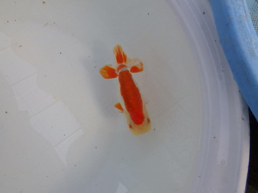 背腰のラインも綺麗、尾型の良い更紗らんちゅう　明け二歳魚　 　約13ｃｍ　オス【管理魚】