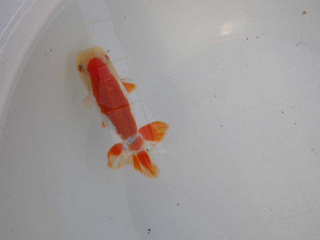 背腰のラインも綺麗、尾型の良い更紗らんちゅう　明け二歳魚　 　約13ｃｍ　オス【管理魚】