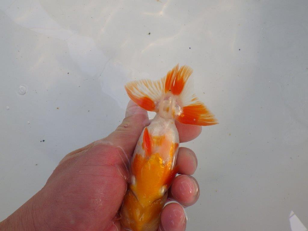 背腰のラインも綺麗、尾型の良い更紗らんちゅう　明け二歳魚　 　約13ｃｍ　オス【管理魚】