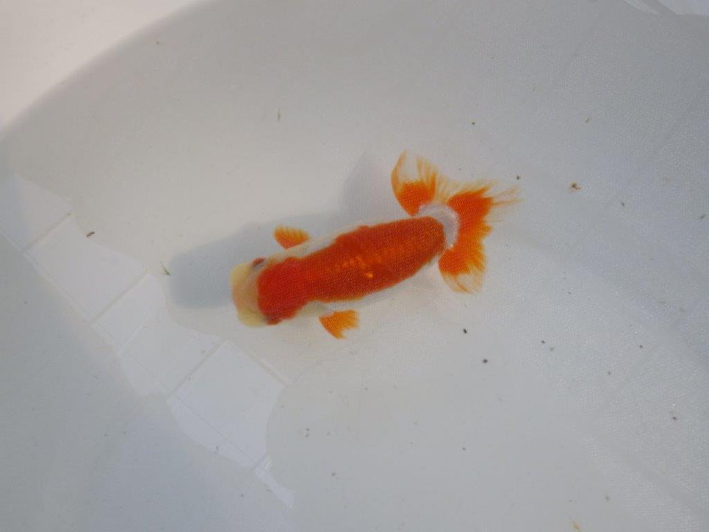 口紅付きの可愛い柄の更紗らんちゅう　明け二歳魚　 　約13ｃｍ　オス【管理魚】
