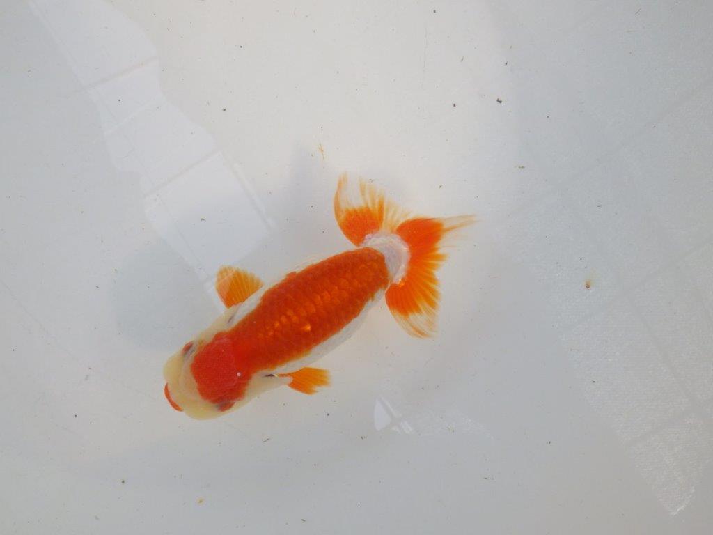 口紅付きの可愛い柄の更紗らんちゅう　明け二歳魚　 　約13ｃｍ　オス【管理魚】