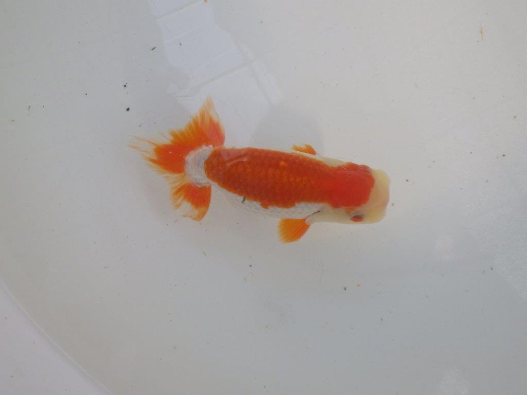 口紅付きの可愛い柄の更紗らんちゅう　明け二歳魚　 　約13ｃｍ　オス【管理魚】