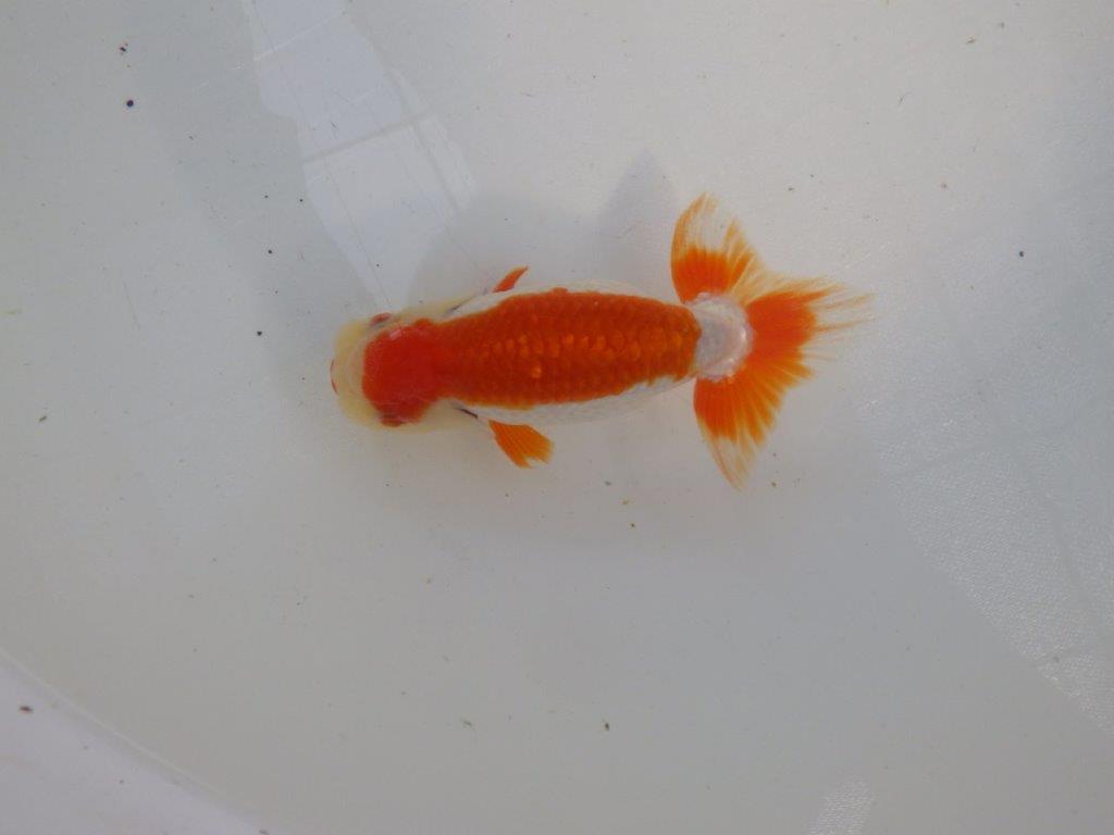 口紅付きの可愛い柄の更紗らんちゅう　明け二歳魚　 　約13ｃｍ　オス【管理魚】