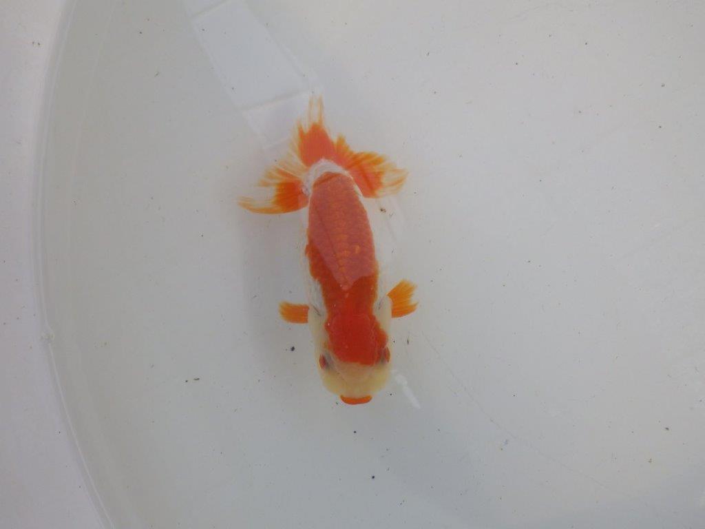 口紅付きの可愛い柄の更紗らんちゅう　明け二歳魚　 　約13ｃｍ　オス【管理魚】