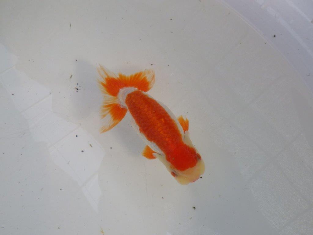 口紅付きの可愛い柄の更紗らんちゅう　明け二歳魚　 　約13ｃｍ　オス【管理魚】