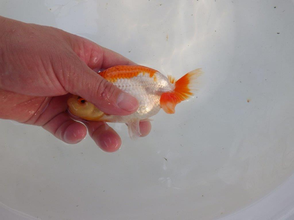 口紅付きの可愛い柄の更紗らんちゅう　明け二歳魚　 　約13ｃｍ　オス【管理魚】