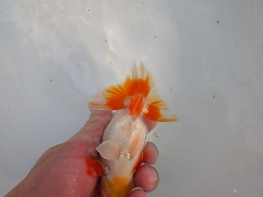 口紅付きの可愛い柄の更紗らんちゅう　明け二歳魚　 　約13ｃｍ　オス【管理魚】