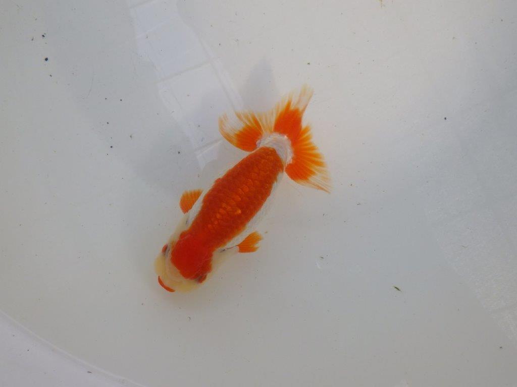 口紅付きの可愛い柄の更紗らんちゅう　明け二歳魚　 　約13ｃｍ　オス【管理魚】