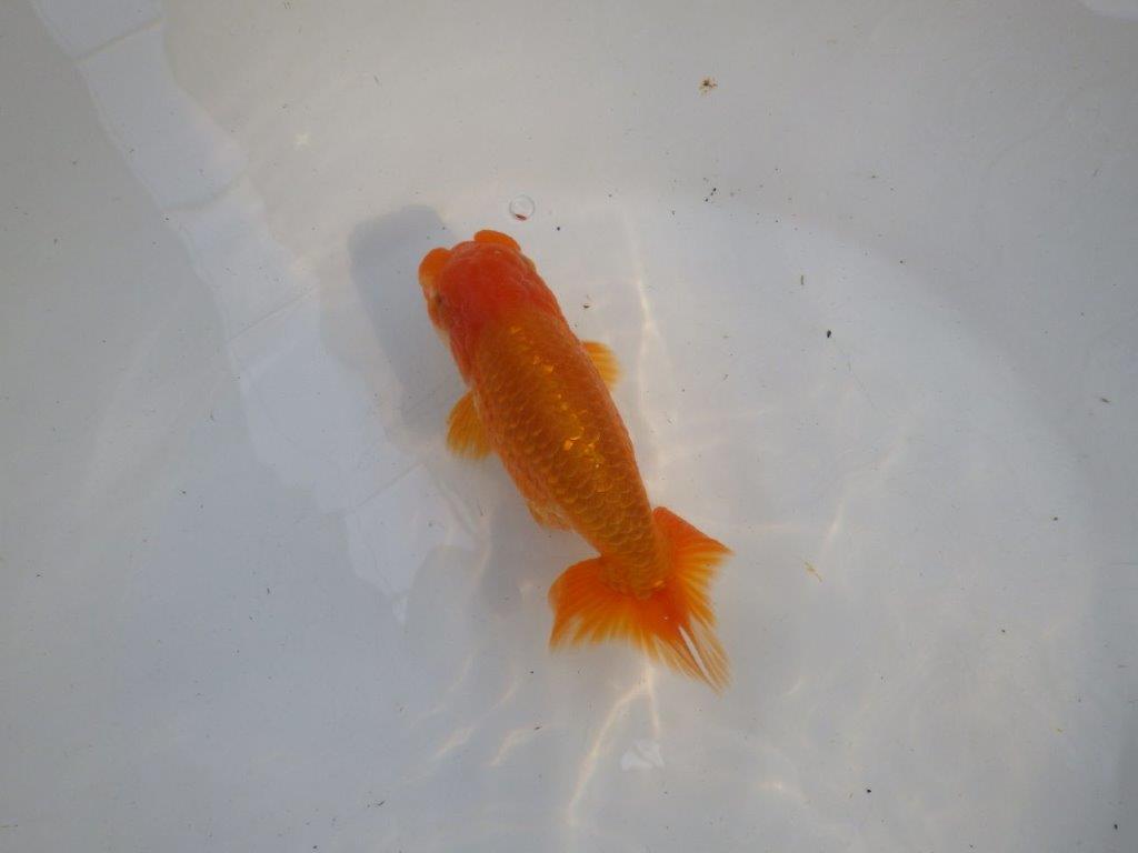 頭、尾構えが良いらんちゅう　明け二歳魚　 　約14ｃｍ　オス【管理魚】