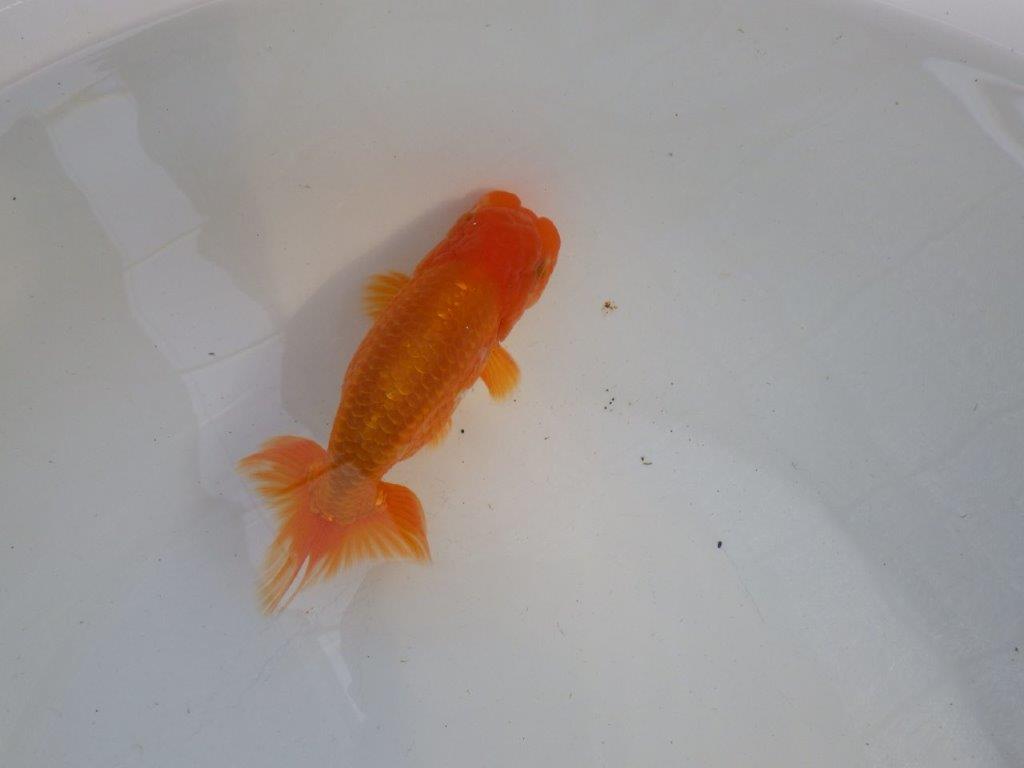 頭、尾構えが良いらんちゅう　明け二歳魚　 　約14ｃｍ　オス【管理魚】