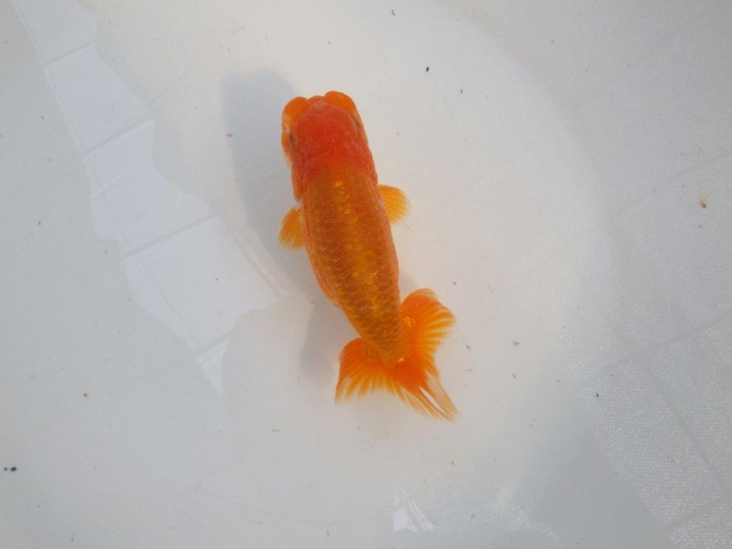 頭、尾構えが良いらんちゅう　明け二歳魚　 　約14ｃｍ　オス【管理魚】
