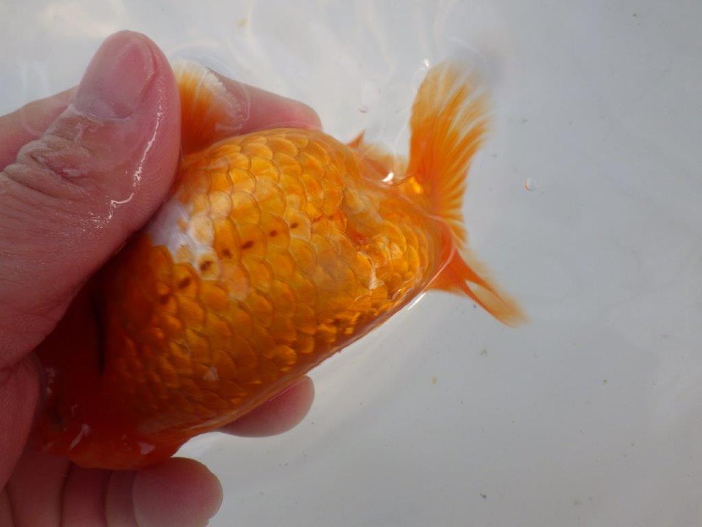 頭、尾構えが良いらんちゅう　明け二歳魚　 　約14ｃｍ　オス【管理魚】