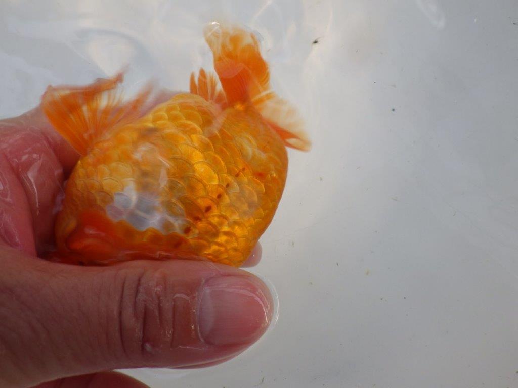 頭、尾構えが良いらんちゅう　明け二歳魚　 　約14ｃｍ　オス【管理魚】
