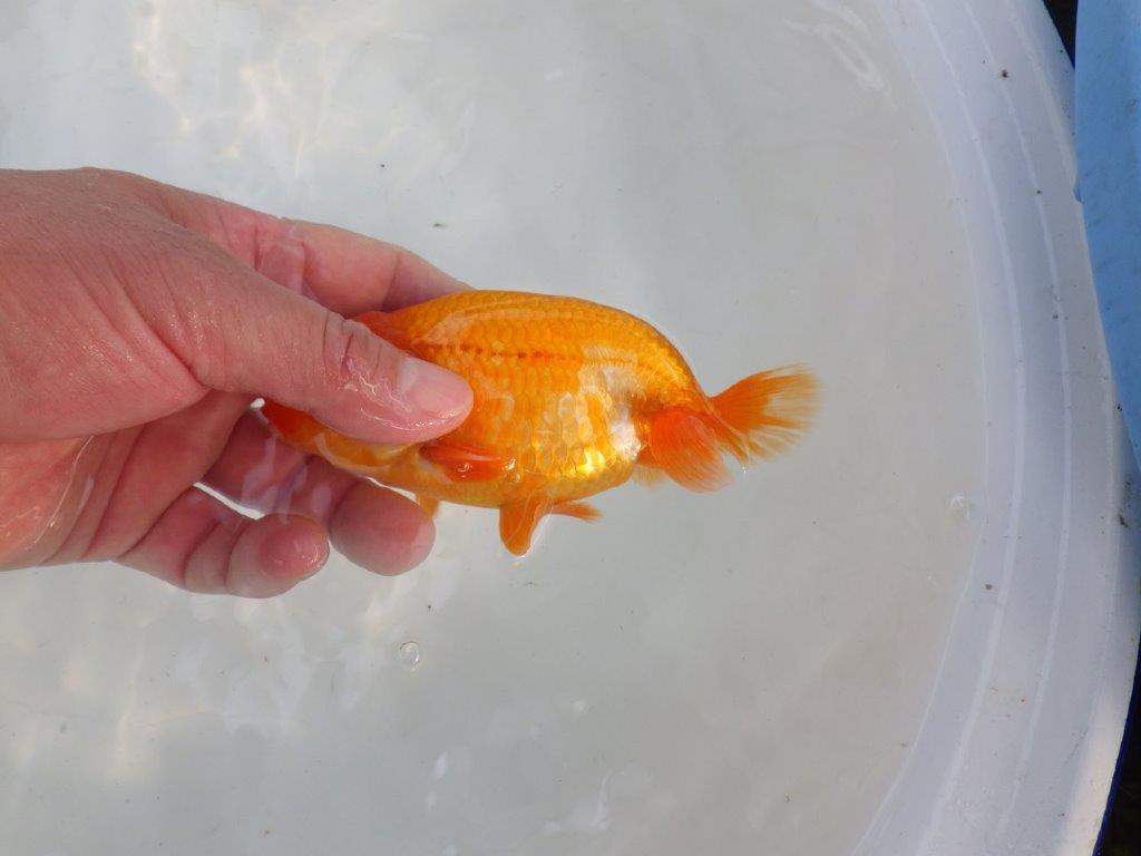 頭、尾構えが良いらんちゅう　明け二歳魚　 　約14ｃｍ　オス【管理魚】