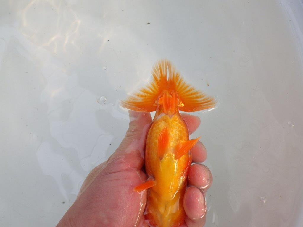 頭、尾構えが良いらんちゅう　明け二歳魚　 　約14ｃｍ　オス【管理魚】