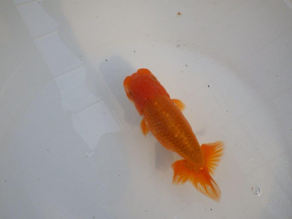 頭、尾構えが良いらんちゅう　明け二歳魚　 　約14ｃｍ　オス【管理魚】
