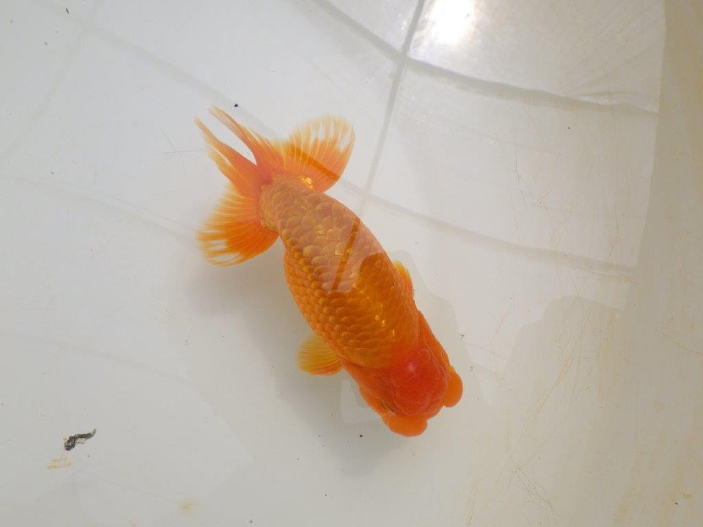 【全国大会東大関獲得ブリーダー 】尾の雰囲気が良く種にもお勧めな二歳らんちゅう約16,5㎝オス