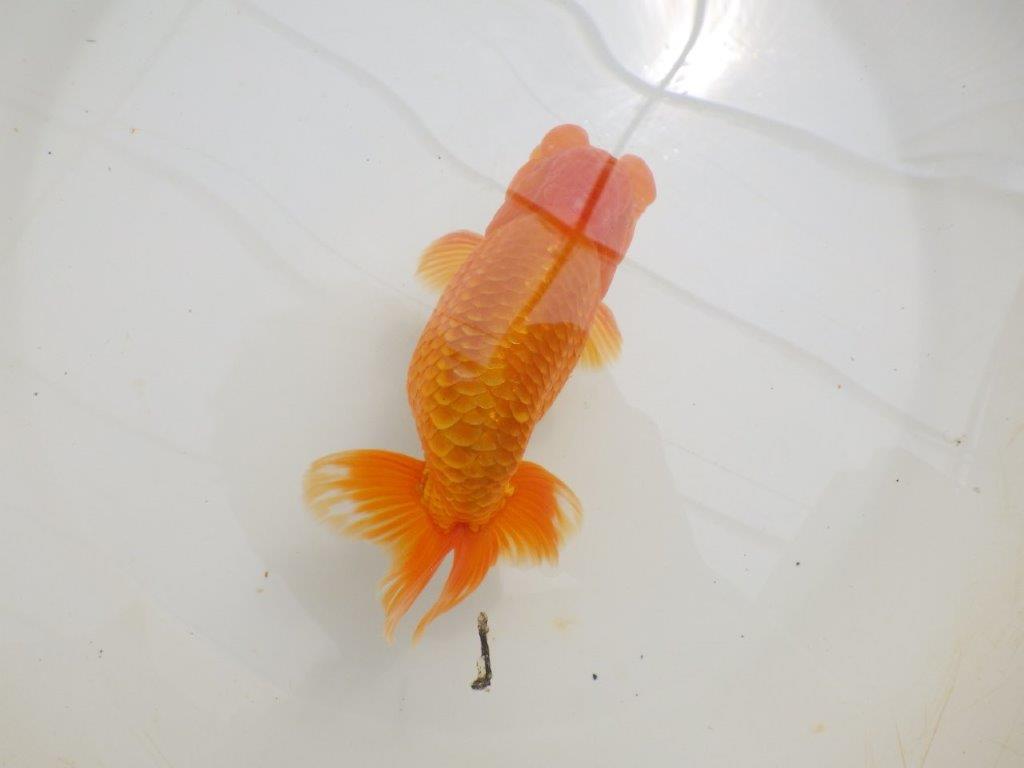 【全国大会東大関獲得ブリーダー 】尾の雰囲気が良く種にもお勧めな二歳らんちゅう約16,5㎝オス