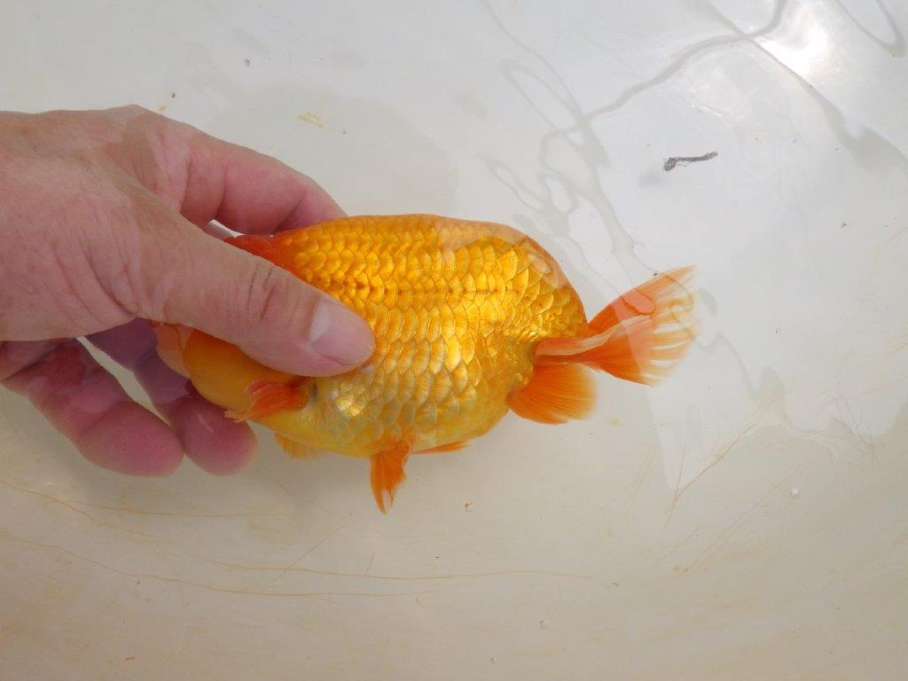 【全国大会東大関獲得ブリーダー 】尾の雰囲気が良く種にもお勧めな二歳らんちゅう約16,5㎝オス