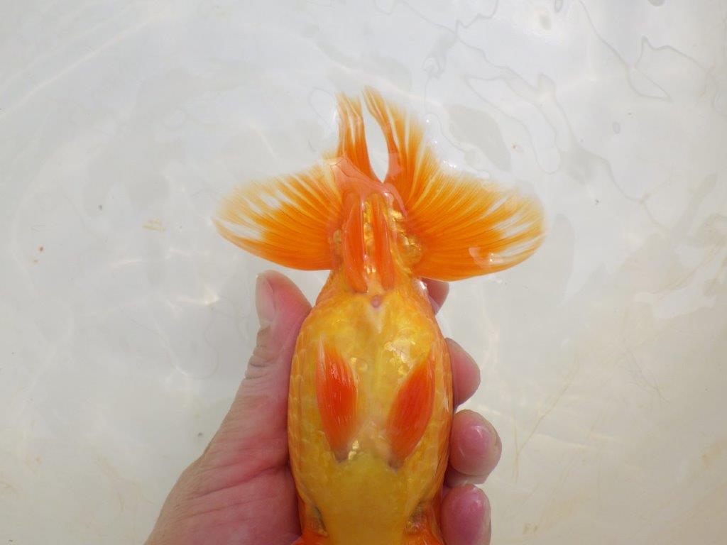 【全国大会東大関獲得ブリーダー 】尾の雰囲気が良く種にもお勧めな二歳らんちゅう約16,5㎝オス
