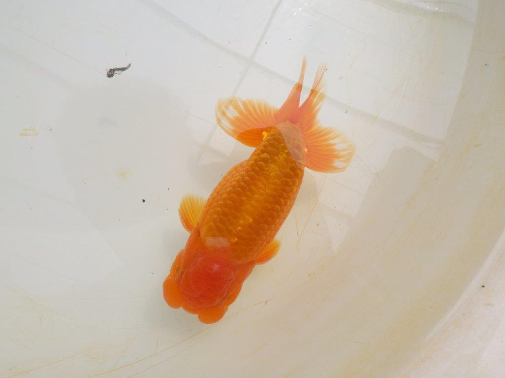 【全国大会東大関獲得ブリーダー 】尾の雰囲気が良く種にもお勧めな二歳らんちゅう約16,5㎝オス
