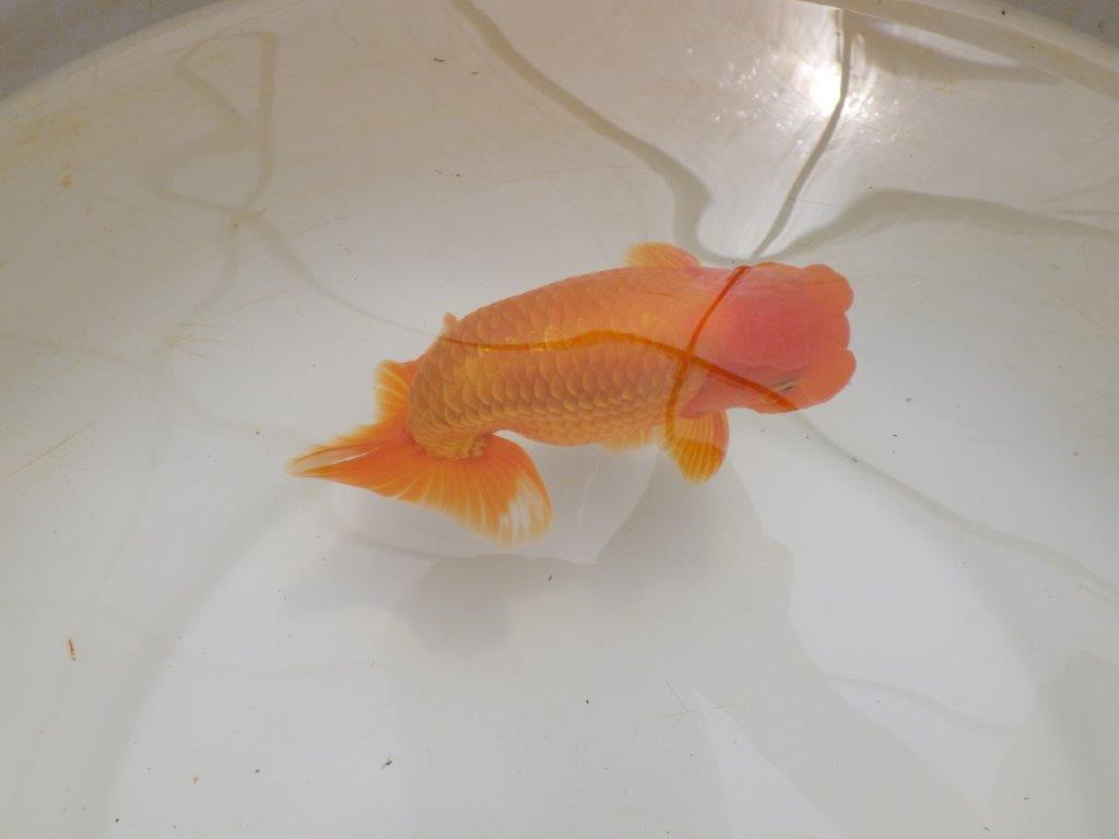 【全国大会東大関獲得ブリーダー 】尾の雰囲気も素晴らしい二歳らんちゅう約17㎝オス