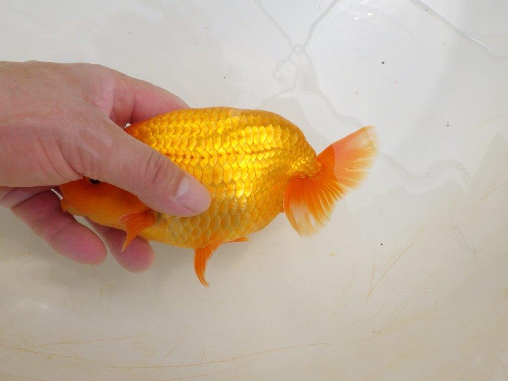 【全国大会東大関獲得ブリーダー 】尾の雰囲気も素晴らしい二歳らんちゅう約17㎝オス