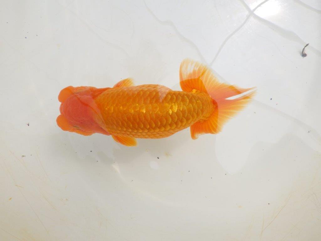 【全国大会東大関獲得ブリーダー 】尾の雰囲気も素晴らしい二歳らんちゅう約17㎝オス