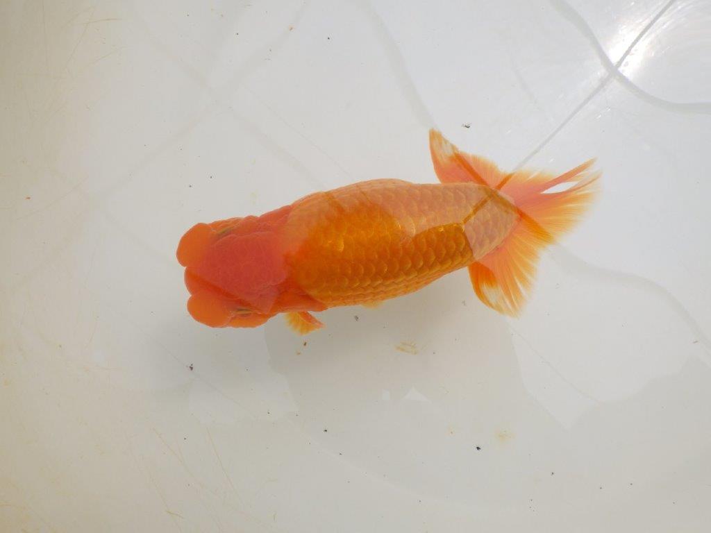 【全国大会東大関獲得ブリーダー 】尾の雰囲気も素晴らしい二歳らんちゅう約17㎝オス