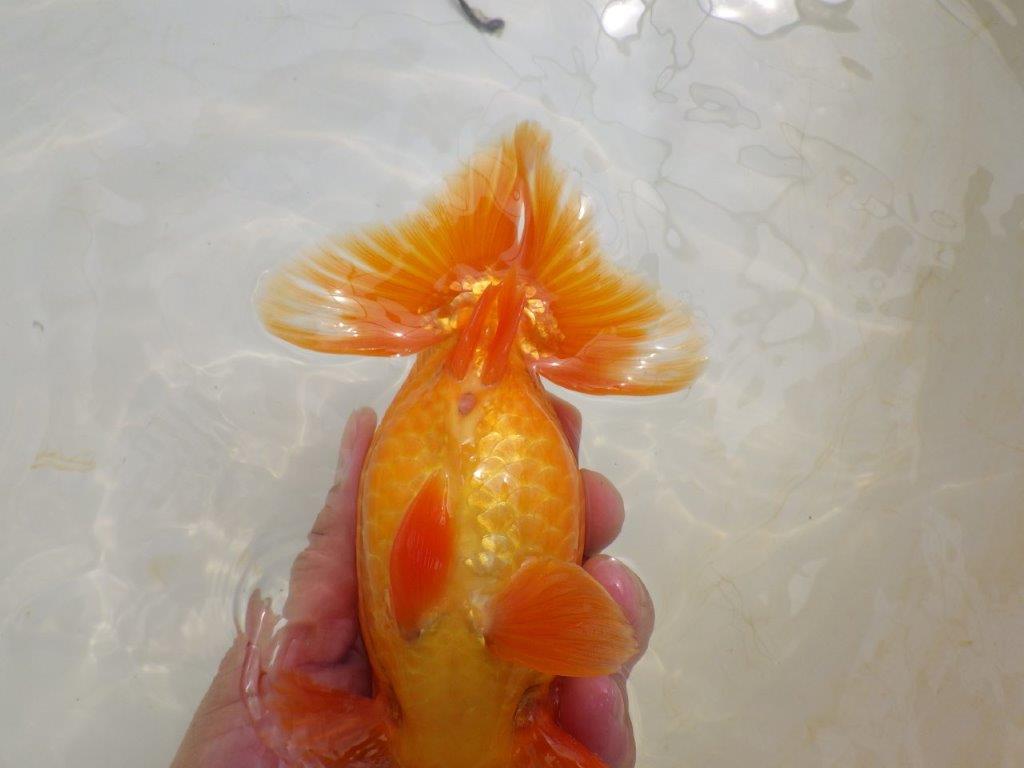 【全国大会東大関獲得ブリーダー 】尾の雰囲気も素晴らしい二歳らんちゅう約17㎝オス