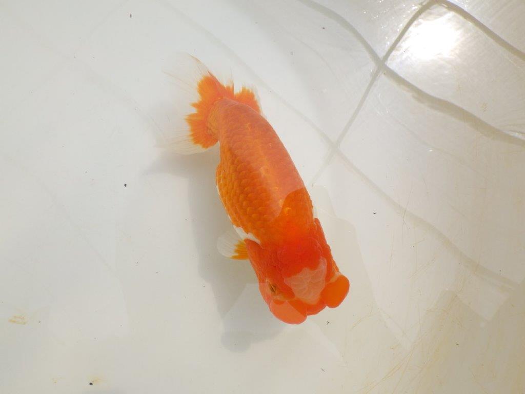 【全国大会東大関獲得ブリーダー 】親まで楽しみが続く二歳らんちゅう約19㎝メス