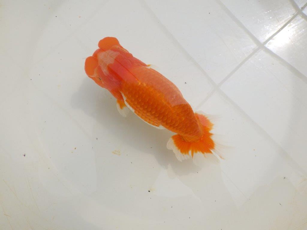 【全国大会東大関獲得ブリーダー 】親まで楽しみが続く二歳らんちゅう約19㎝メス