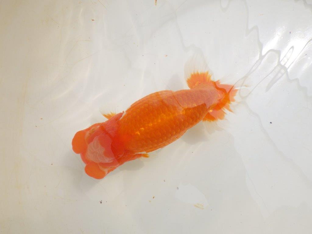 【全国大会東大関獲得ブリーダー 】親まで楽しみが続く二歳らんちゅう約19㎝メス