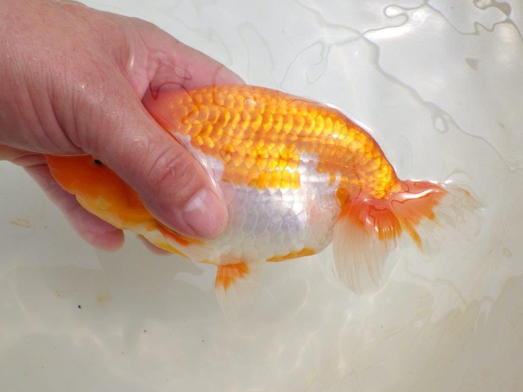 【全国大会東大関獲得ブリーダー 】親まで楽しみが続く二歳らんちゅう約19㎝メス