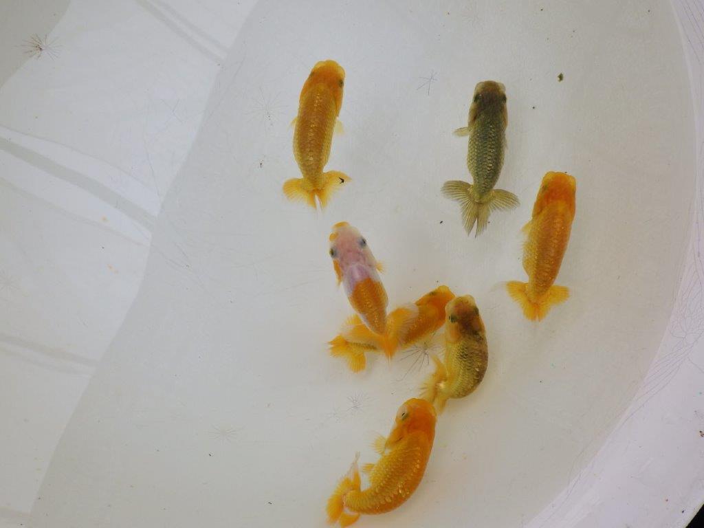 【全国大会東大関獲得ブリーダー】研究会などにお勧めの上物らんちゅう 3尾セット