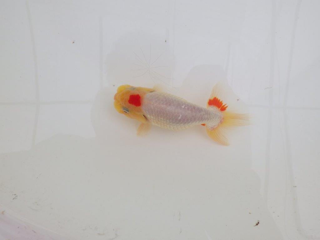 【なおちん金魚氏】レア！丹頂柄の二歳らんちゅう約12㎝オス