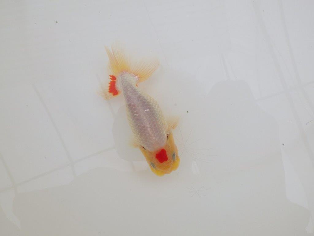 【なおちん金魚氏】レア！丹頂柄の二歳らんちゅう約12㎝オス