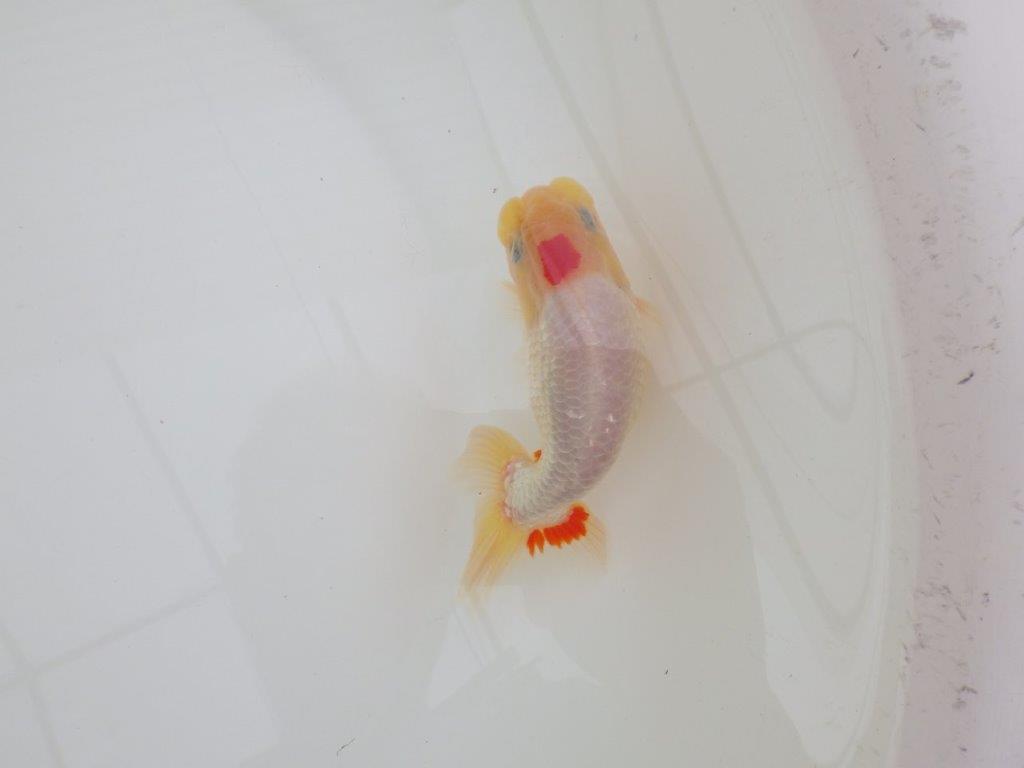 【なおちん金魚氏】レア！丹頂柄の二歳らんちゅう約12㎝オス
