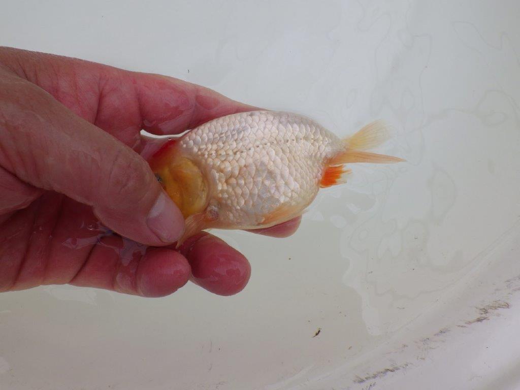 【なおちん金魚氏】レア！丹頂柄の二歳らんちゅう約12㎝オス